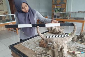 FOSIL TENGKORAK BANTENG PURBA DITEMUKAN DI GETAS CEPU