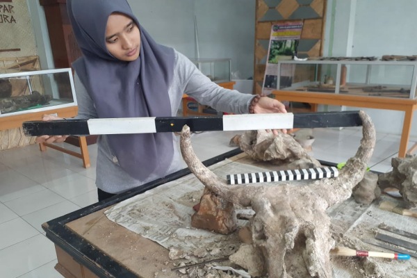 Petugas Rumah Artefak Blora mengukur rentang antar tanduk fosil tengkorak banteng purba