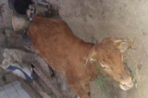 USAI MELAHIRKAN, SAPI DI NGAWEN MATI MENDADAK