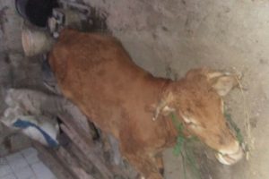 USAI MELAHIRKAN, SAPI DI NGAWEN MATI MENDADAK