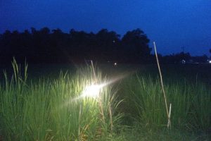 SELAIN JEBAKAN LISTRIK, INI CARA MENGHALAU TIKUS DI MUSIM TANAM