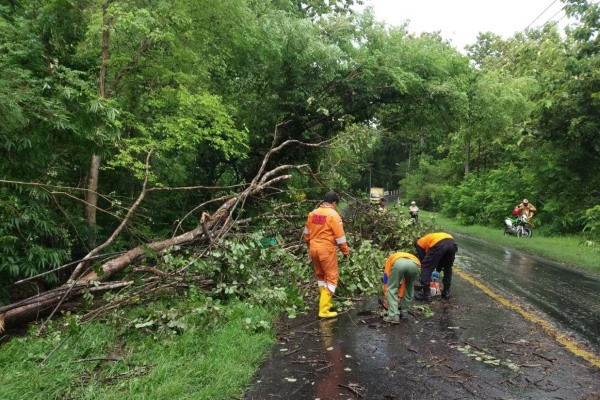 Petugas BPBD Blora mengevakuasi pohon tumbang di kawasan Kalimodang Kecamatan Sambong Kabupaten Blora