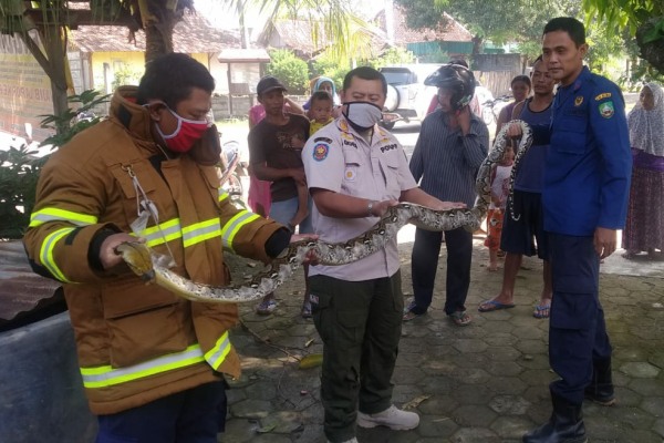 Ular sepanjang 3 Meter, satu dari 3 ular sanca yang berhasil di amankan petugas