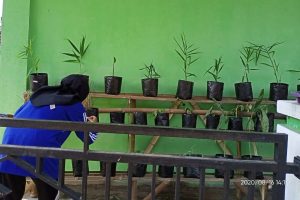 MANFAATKAN LAHAN SEMPIT, KKN-DR KECAMATAN NGAWEN BUAT APOTEK HIDUP