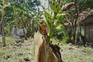 JELANG BULAN SURO, POHON PISANG DI SEMPU BERBUAH DI BATANGNYA