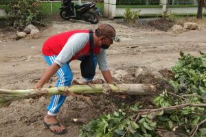 RUSAK, AKSES JALAN BANDARA NGLORAM DITANAMI POHON PISANG