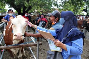 DINAS PETERNAKAN BLORA GENCARKAN CEK KESEHATAN HEWAN