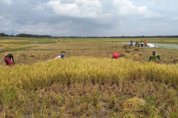 SEJUMLAH PETANI DI BOTORECO PANEN PADI