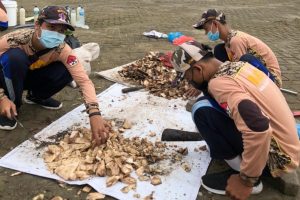 PRAMUKA SMARANSA BUAT PUPUK ORGANIK CAIR DARI BONGGOL PISANG