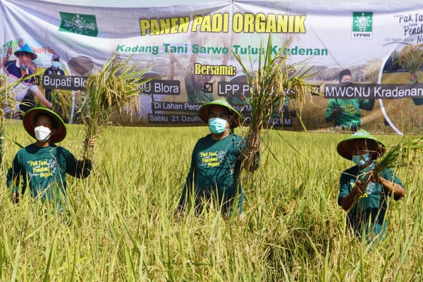 LPPNU TERUS KEMBANGKAN PADI ORGANIK DI WILAYAH BLORA