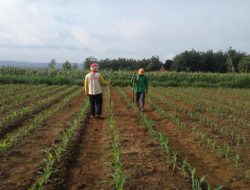 INI HARAPAN PETANI BLORA DI HARI ULANG TAHUN REPUBLIK INDONESIA KE 76