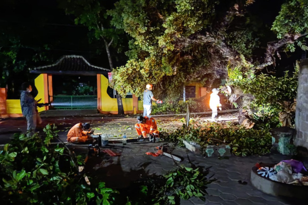 POHON ANGGUR JAWA TUMBANG, TUTUP AKSES JALAN CEPU-SINGGET