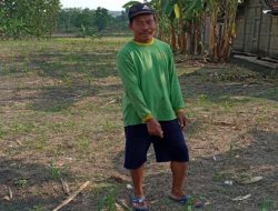 HUJAN TAK TENTU, PETANI JAGUNG BANGKLEYAN KHAWATIRKAN GAGAL PANEN