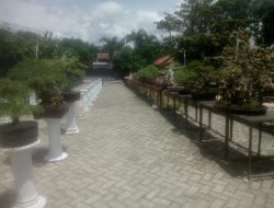 RATUSAN BONSAI SIAP DIPAMERKAN DI KESER