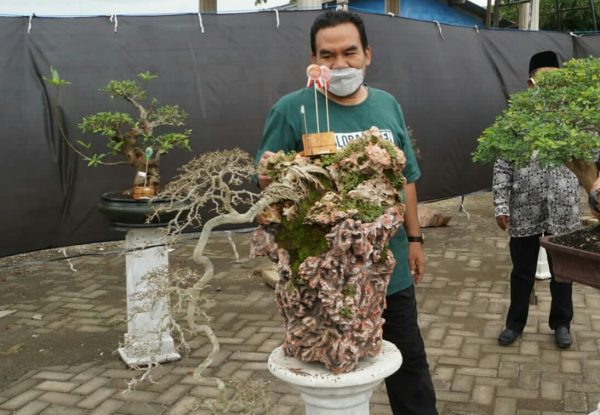 Festival tanaman bonsai di halaman balai Desa Keser, Kecamatan Tunjungan, Kabupaten Blora, Minggu (28/11), bernilai seni tinggi, unik dan menarik ini membikin manja mata.