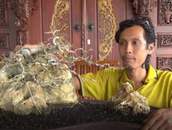 DITANGKAP KARENA TANAM BONSAI GANJA, BEGINI KOMENTAR KETUA PPBI BLORA