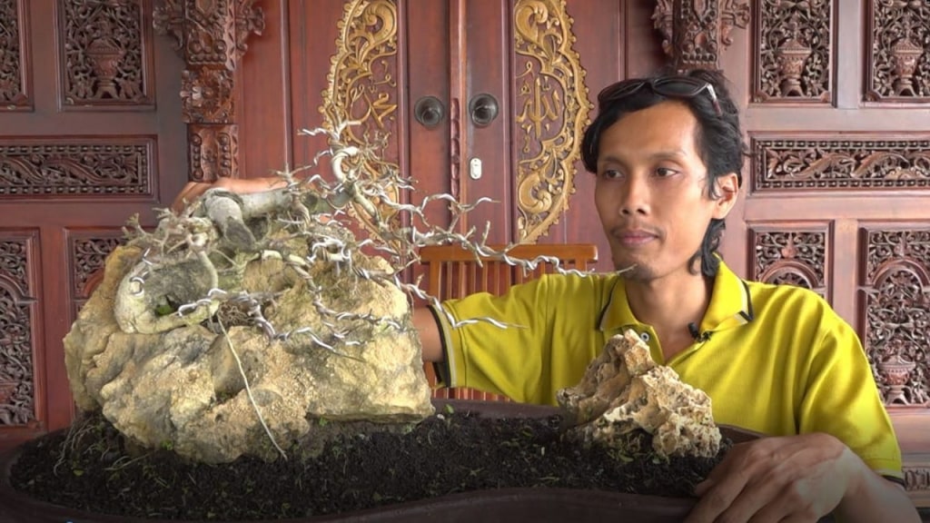 Pada, Minggu (21/11) lalu, Polres Ngawi menangkap salah satu warga Blora karena menanam ganja dalam bentuk bonsai. Kejadian tersebut mendapat banyak perhatian berbagai pihak, terutama penggemar bonsai di Blora.