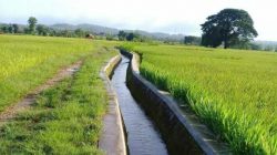 45.885,16 Ha wilayah kabupaten Blora merupakan lahan sawah, dan mayoritas penduduknya berprofesi sebagai petani. Namun yang menjadi masalah ialah luasnya lahan sawah tidak berimbang dengan pasokan air. Diketahui, jumlah pengairan di Kabupaten Blora masih tergolong minim. Mayoritas petani di Blora masih mengandalkan tadah hujan untuk bercocok tanam.