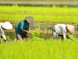 MINAT PENDUDUK BLORA DI SEKTOR PERTANIAN KIAN MENURUN