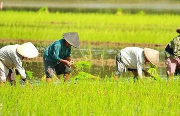 Minat penduduk di Kabupaten Blora untuk bekerja di sektor pertanian kian menurun. Walaupun tercatat sektor pertanian masih menyerap tenaga kerja terbesar dibanding sektor jasa dan manufaktur, namun ada tren penurunan dibanding tahun sebelumnya.
