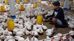 Pemuda Desa, Muhammad Samsudin (32) memilih menetap di Desa untuk menggeluti di dunia peternakan ayam, bertempat di Dukuh Doyok, Desa Kemiri, Kecamatan Kunduran, Kabupaten Blora.