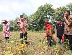 PETANI JETAKWANGER PANEN PERDANA KEDELAI ANJASMORO