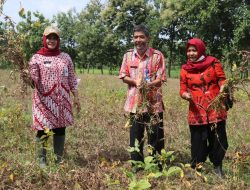 TROBOSAN BARU PETANI JETAKWANGER KEMBANGKAN TANAMAN KEDELAI