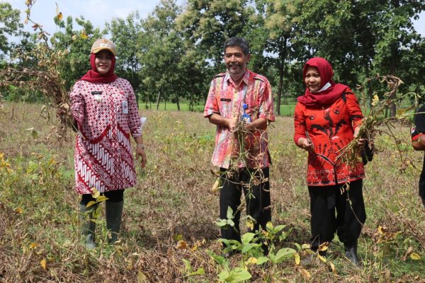 Wakil Bupati Blora, Tri Yuli Setyowati ikut panen perdana komoditas kedelai varietas Anjasmoro di Desa Jetakwanger, Kecamatan Ngawen, Kabupaten Blora yang dikelola Lembaga Masyarakat Desa Hutan (LMDH) Wana Rahayu Jetakwanger.