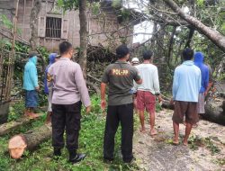 SEMPAT GANGGU JALAN, POHON TUMBANG DI DESA KARANG BERHASIL DIEVAKUASI