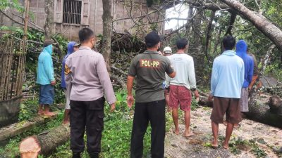 Pohon tumbang di jalan Desa Karang, Kecamatan Bogorejo, Kabupaten Blora berhasil dievakuasi oleh warga setempat dengan petugas gabungan dari polisi dan Satpol PP setempat.