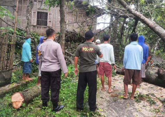 Pohon tumbang di jalan Desa Karang, Kecamatan Bogorejo, Kabupaten Blora berhasil dievakuasi oleh warga setempat dengan petugas gabungan dari polisi dan Satpol PP setempat.