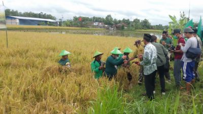 Lembaga Pengembangan Pertanian Nahdlatul Ulama (LPPNU) lakukan panen perdana padi organik bersama Rois Syuriah PWNU Jawa Tengah, di areal persawahan Desa Sonokidul, Kecamatan Kunduran, Kabupaten Blora Jumat, (18/2).