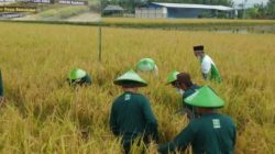 Bupati Blora, Arief Rohman mengikuti panen perdana padi organik dari kelompok tani Kadang Tani Sarwa Tulus yang dikembangkan oleh Lembaga Pengembangan Pertanian Nahdlatul Ulama (LPPNU), Jumat (18/02) sore.