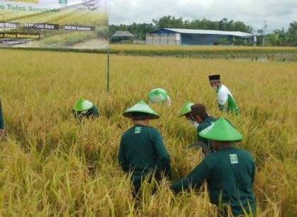 Bupati Blora, Arief Rohman mengikuti panen perdana padi organik dari kelompok tani Kadang Tani Sarwa Tulus yang dikembangkan oleh Lembaga Pengembangan Pertanian Nahdlatul Ulama (LPPNU), Jumat (18/02) sore.