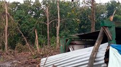Puluhan pohon jati milik perhutani telah dievakuasi oleh petugas akibat diterjang angin puting beliung yang terjadi pada, Minggu (13/3) lalu. Beberapa pohon jati merusak rumah warga Desa Cabak, Kecamatan Jiken, Kabupaten Blora.