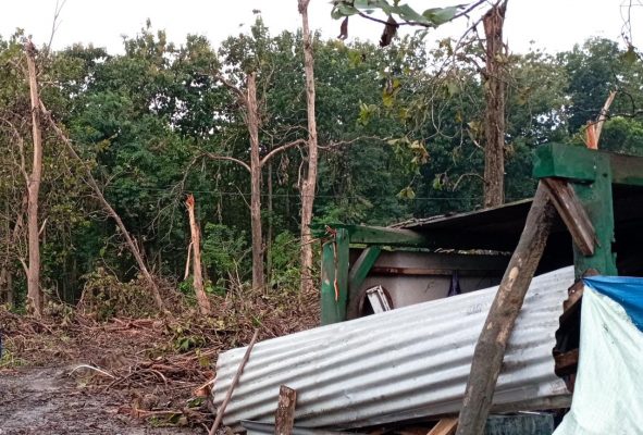 Puluhan pohon jati milik perhutani telah dievakuasi oleh petugas akibat diterjang angin puting beliung yang terjadi pada, Minggu (13/3) lalu. Beberapa pohon jati merusak rumah warga Desa Cabak, Kecamatan Jiken, Kabupaten Blora.