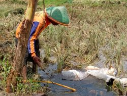 LUBERAN MINYAK MENTAH, CEMARI PERTANIAN WARGA
