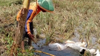 LUBERAN MINYAK MENTAH, CEMARI PERTANIAN WARGA