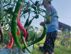 HARGA CABE NAIK, PETANI DI BLORA SUMRINGAH