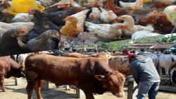 Kebersihan kandang harus tetap dijaga untuk mengantisipasi terjadinya penyakit pada sapi dan unggas akibat pengaruh cuaca. Hujan berhari-hari dapat memicu terjadinya penyakit endemis.