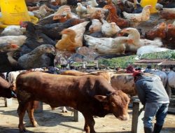 WASPADA PENYAKIT ENDEMIS PADA SAPI DAN UNGGAS