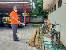 DUA GELONDONG JATI HASIL PEMBALAKAN LIAR DISITA