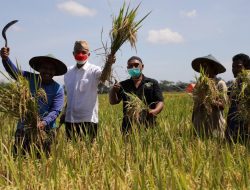 PANEN PADI ORGANIK LEBIH MELIMPAH