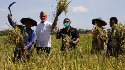 Petani Desa Papungan, Kecamatan Kanigoro, Kabupaten Blitar di bawah binaan kelompok tani Alam Lestari berada di pematang sawah untuk melaksanakan panen raya padi organik, Minggu (17/4) pagi.