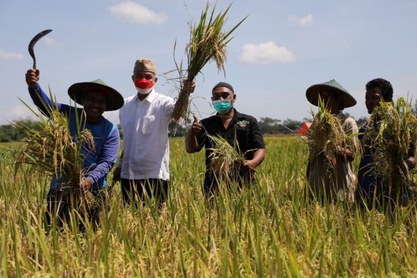 Petani Desa Papungan, Kecamatan Kanigoro, Kabupaten Blitar di bawah binaan kelompok tani Alam Lestari berada di pematang sawah untuk melaksanakan panen raya padi organik, Minggu (17/4) pagi.