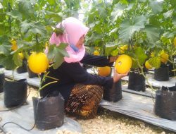 HASIL PANEN MELIMPAH, RAMADHAN JADI BERKAH BAGI PETANI MELON DI BLORA