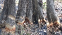 Wacana akan adanya penebangan pohon jati yang berusia ratusan tahun mendapat protes dari warga. Pohon jati berada di komplek situs budaya makam Tumenggungan, Kelurahan Karangboyo, Kecamatan Cepu, Kabupaten Blora.