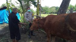 Wabah penyakit Mulut dan Kuku (PMK) pada hewan ternak telah merembet di empat daerah Jawa Tengah. Tepatnya di daerah Boyolali, Rembang, Banjarnegara dan Wonosobo. Jajaran Bhabinkamtibmas Polres Blora menyambangi sejumlah peternak sapi dan kambing yang ada di desa binaannya. 