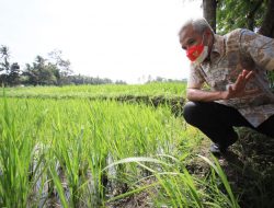 INOVATIF, PETANI ORGANIK KEMBANGKAN VARIETAS BARU BIBIT PADI