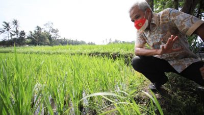 Petani di Klaten kembangkan padi organik dengan varietas baru bibit jenis Srinuk. Varietas tersebut merupakan hasil rekayasa genetik benih padi Rojolele yang merupakan hasil kerjasama antara Badan Tenaga Nuklir Nasional (Batan) dengan Pemkab Klaten.